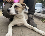Собаки в Уфе: найдена потерянная собака, потерялась собака Мальчик, Бесплатно - фото 2