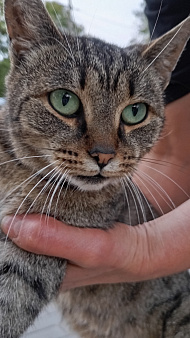 Кошке нужен дом