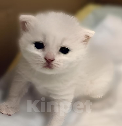 Кошки в Сыктывкаре: Шотландские прямоухие и вислоухие Девочка, 6 500 руб. - фото 5