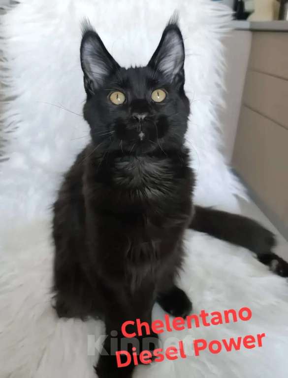 Кошки в Санкт-Петербурге: Chelentano Diesel Power Мальчик, 120 000 руб. - фото 7