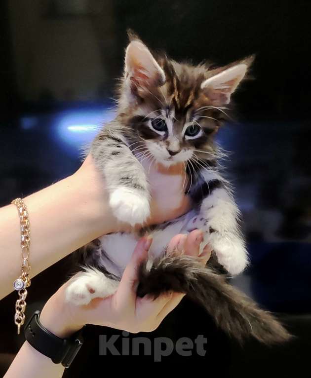 Кошки в Санкт-Петербурге: Котенок Мейн кун из питомника  Мальчик, 60 000 руб. - фото 1