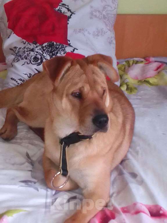 Собаки в Евпатории: ПРОПАЛА СОБАКА Мальчик, 1 руб. - фото 3