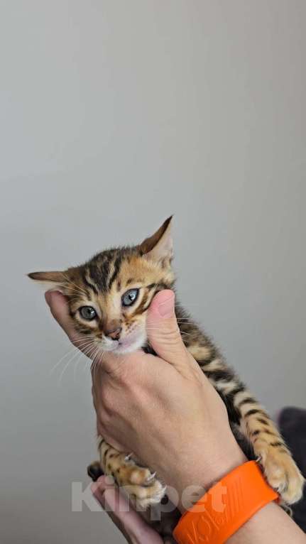 Кошки в Ставрополе: Солнечные лучики счастья! Девочка, 40 000 руб. - фото 5