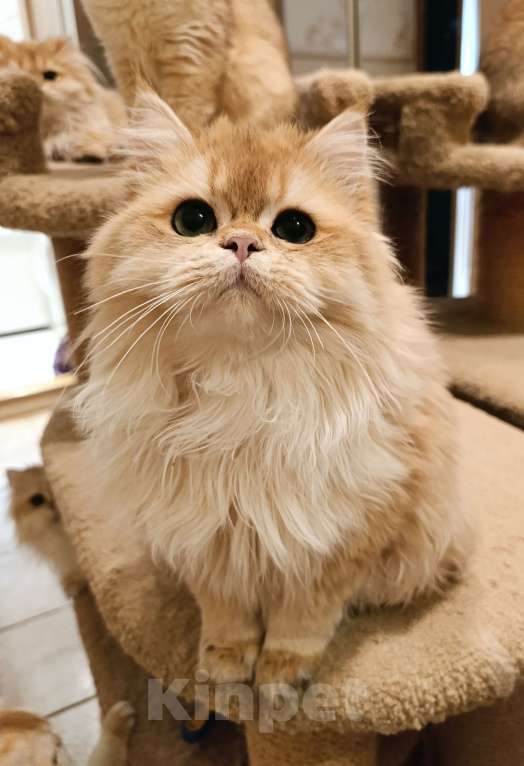 Кошки в Санкт-Петербурге: Золотые котики Мальчик, 15 000 руб. - фото 5