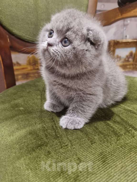Кошки в Москве: Голубая плюшевая  Девочка, 20 000 руб. - фото 3