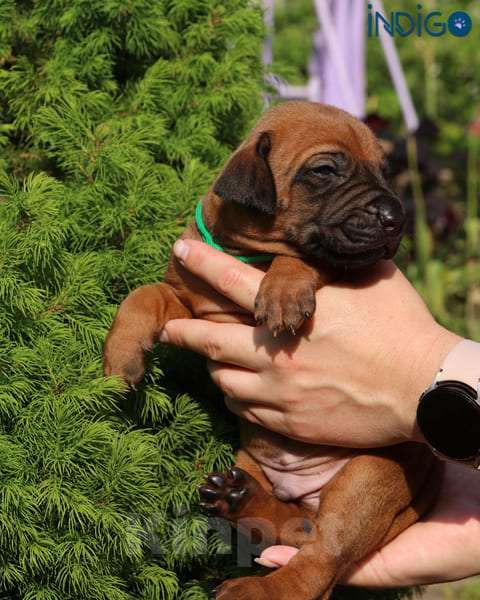 Собаки в Санкт-Петербурге: Щенки родезийского риджбека. Питомник РКФ Мальчик, Бесплатно - фото 6