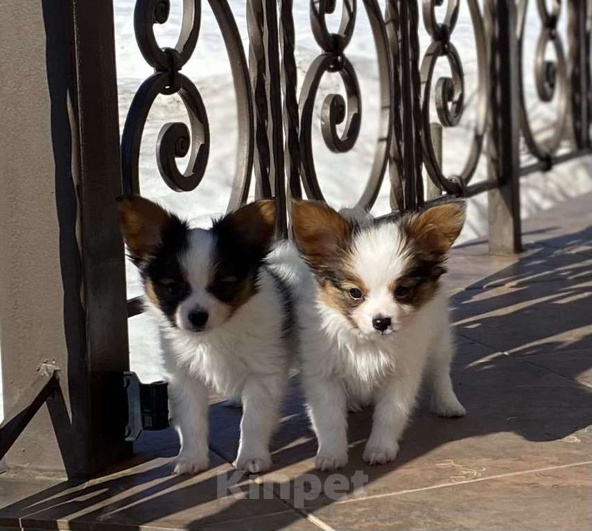 Собаки в Ярославле: Щенки( мальчики) Мальчик, Бесплатно - фото 1