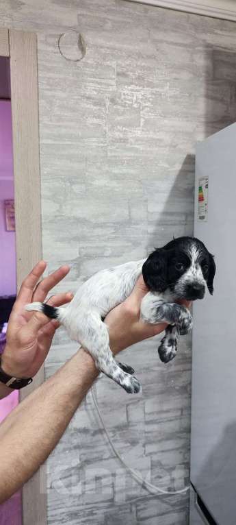 Собаки в Ельце: Продажа щенка охотничего спаниеля Девочка, 35 000 руб. - фото 2