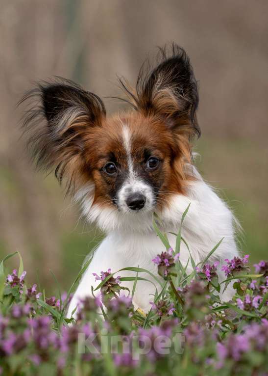 Собаки в Новороссийске: Продам щенка папийона (папильона) Мальчик, 60 000 руб. - фото 3