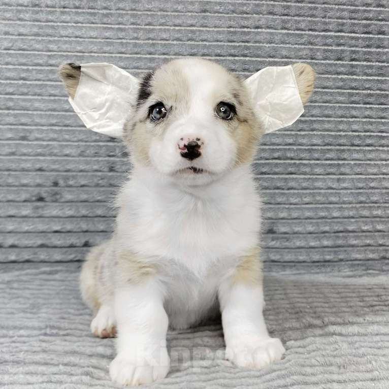 Собаки в Москве: Щенки вельш-корги кардиган Девочка, Бесплатно - фото 5