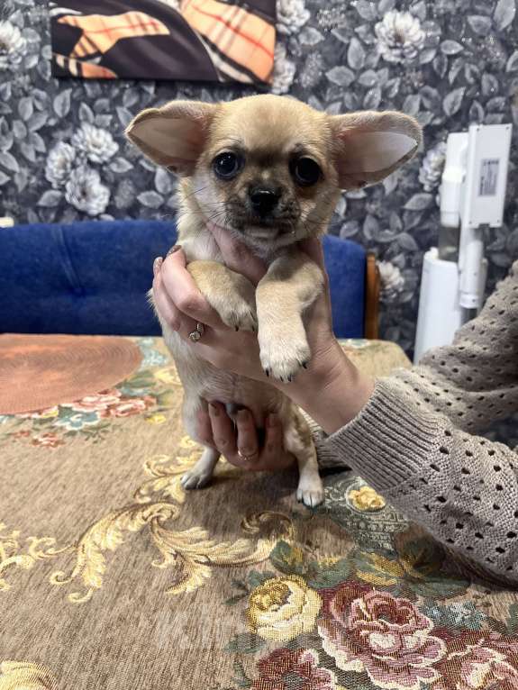 Собаки в Ярославле: Чихуахуа щенок, мальчик  Мальчик, 20 000 руб. - фото 2