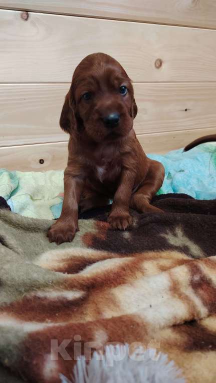 Собаки в Новосибирске: Щенки ирландского сеттера Девочка, 60 000 руб. - фото 4