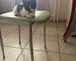 Кошки в Москве: Котята Мальчик, Бесплатно - фото 7