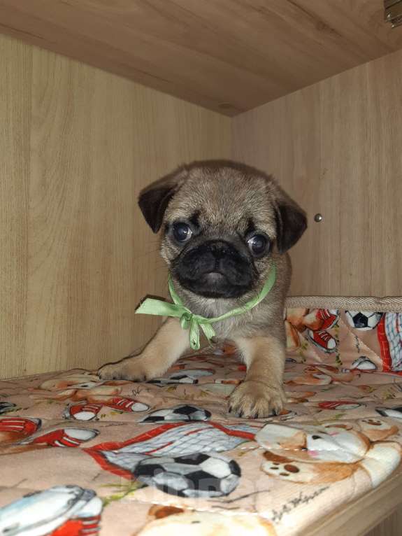 Собаки в Новосибирске: Мопс мальчик 3 мес Мальчик, 45 000 руб. - фото 4