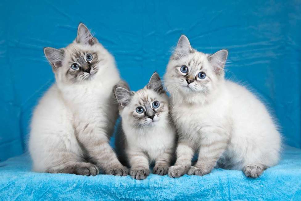 Кошки в Москве: Невские маскарадные котята Девочка, 50 000 руб. - фото 2