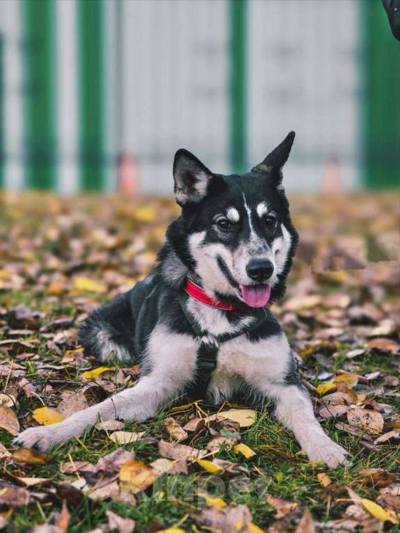 Собаки в Москве: Эрика , яркая внешность и любовь к человеку  Девочка, Бесплатно - фото 4