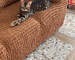 Кошки в Химках: Потерял Кот Мальчик, 5 000 руб. - фото 1
