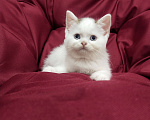 Кошки в Пскове: Черный ван голубоглазый Мальчик, 25 000 руб. - фото 7