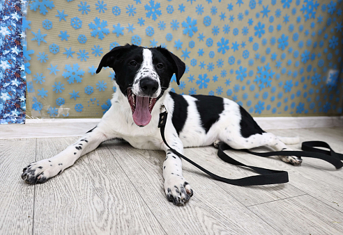 Щенки бесплатно в Москве