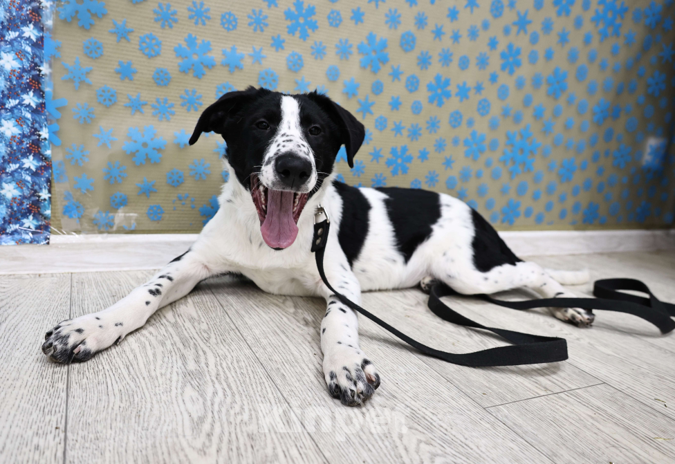 Собаки в Москве: Щенки бесплатно в Москве Девочка, Бесплатно - фото 5