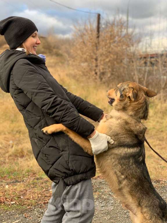 Собаки в Москве: Маркиз Мальчик, Бесплатно - фото 5