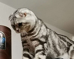 Кошки в Абакане: Шотландский кот, вязка, 2 000 руб. - фото 3