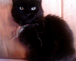 Кошки в Калуге: Правильный Мейн-кун может быть только черным, 5 000 руб. - фото 7