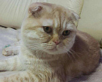 Кошки в Ветлуге: Вязка, 1 500 руб. - фото 6