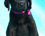 Собаки в Долгопрудном: щенки лабрадора от плановых вязок Девочка, 35 000 руб. - фото 3
