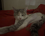 Кошки в Ростове-на-Дону: Потерялась кошка Девочка, Бесплатно - фото 2