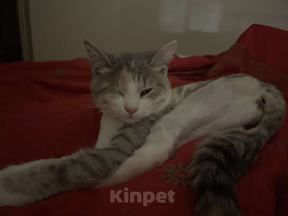 Кошки в Ростове-на-Дону: Потерялась кошка Девочка, Бесплатно - фото 2