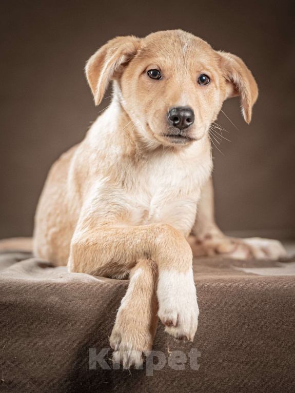 Собаки в Клине: Марли — верный и преданный друг, который готов вручить вам своё сердце и следовать за вами по пятам Мальчик, Бесплатно - фото 4