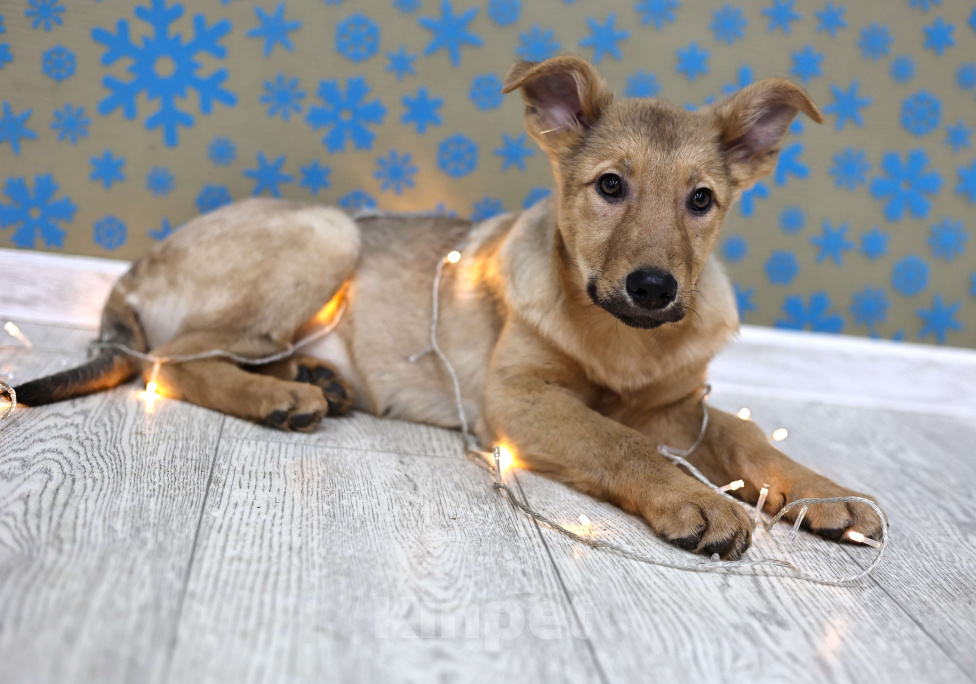 Собаки в Москве: Щенки бесплатно в Москве Девочка, Бесплатно - фото 7