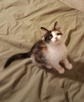 Котенок Диана ищет дом