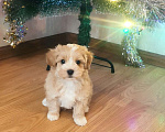 Собаки в Москве: мальтипу мальчик F1  Мальчик, 60 000 руб. - фото 3