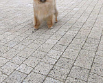 Собаки в Воронеже: Оранжевый мальчик померанского шпица Мальчик, 50 000 руб. - фото 2
