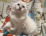 Кошки в Санкт-Петербурге: Невский маскарадный котёнок, кот Мальчик, 45 000 руб. - фото 1