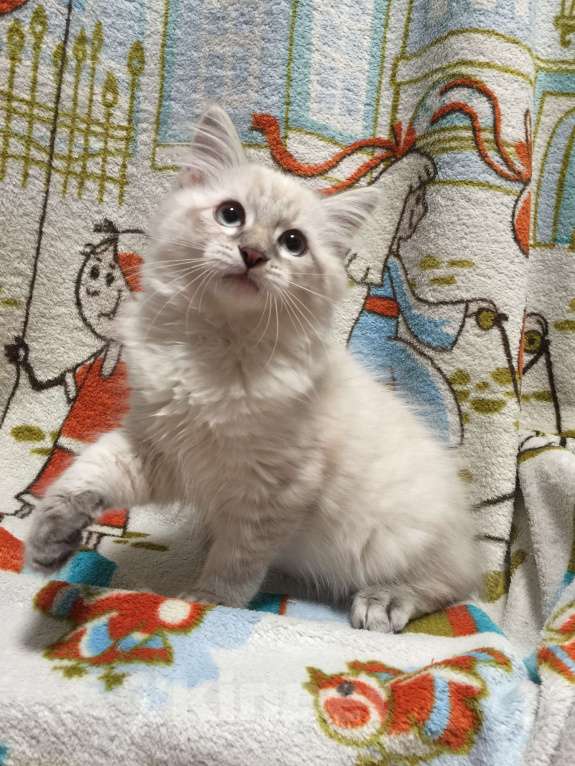 Кошки в Санкт-Петербурге: Невский маскарадный котёнок, кот Мальчик, 45 000 руб. - фото 1