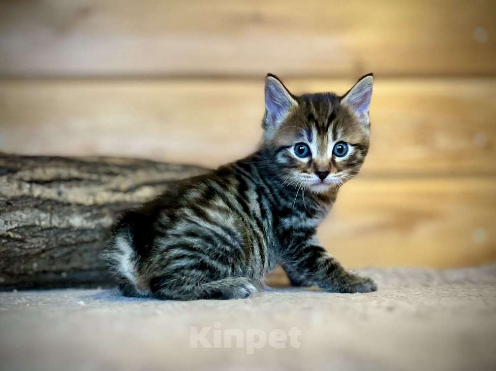 Кошки в других городах Московской области: Samurai Мальчик, 50 000 руб. - фото 1