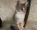 Кошки в Нижнем Новгороде: Отдам кошечку в добрые руки  Девочка, Бесплатно - фото 2