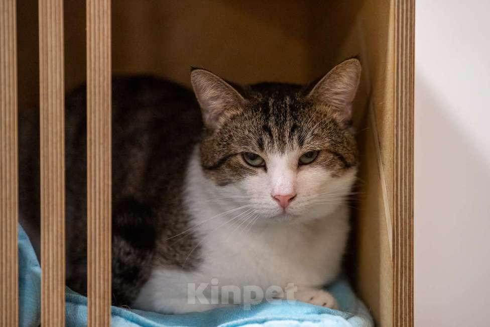 Кошки в Москве: кот Какао в добрые руки Мальчик, Бесплатно - фото 2