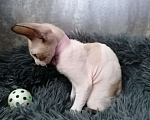 Кошки в Санкт-Петербурге: Котята корниш-рекс Девочка, 5 000 руб. - фото 7