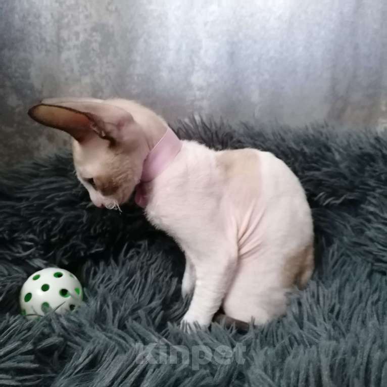 Кошки в Санкт-Петербурге: Котята корниш-рекс Девочка, 5 000 руб. - фото 7