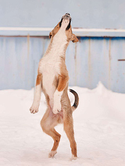 Эден якутенок