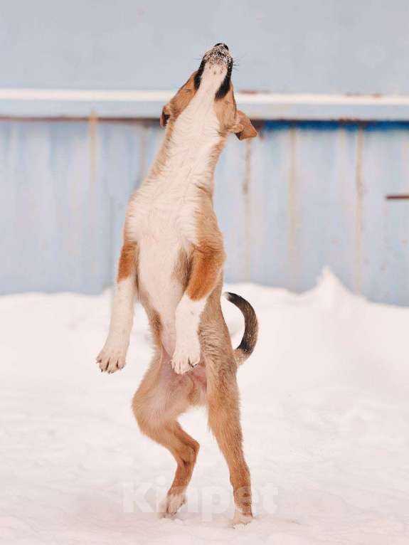 Собаки в других городах Московской области: Эден якутенок Мальчик, Бесплатно - фото 1