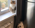 Кошки в Москве: Экзотическая пара котик и кошка Девочка, 10 000 руб. - фото 2