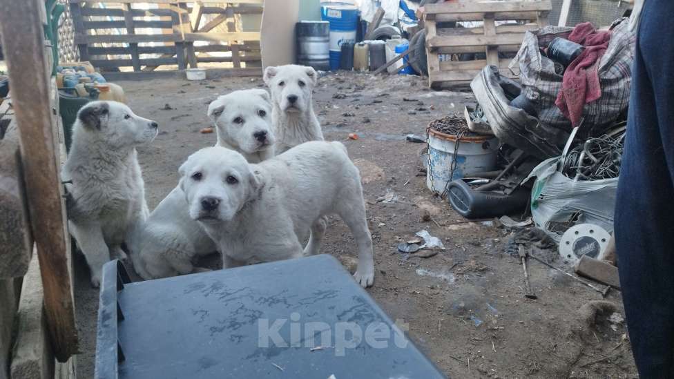 Собаки в Ликино-Дулево: Щенки алабая  Девочка, 30 000 руб. - фото 4