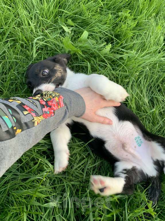 Собаки в Новосибирске: Вельш-корги Мальчик, 30 000 руб. - фото 5