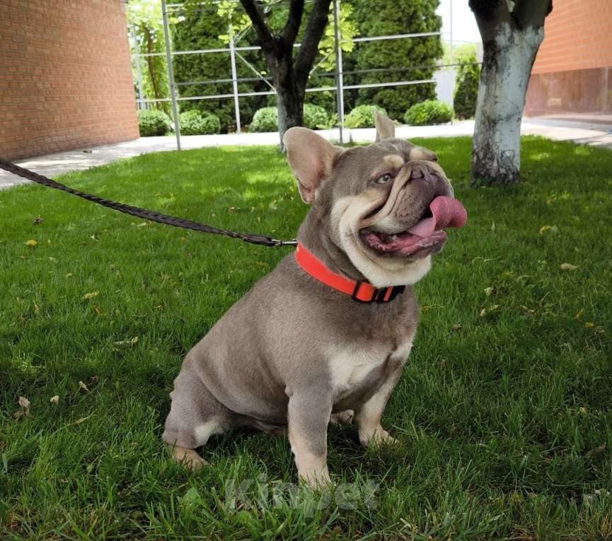 Собаки в Тимашевске: Приглашаем невест. Мальчик, 30 000 руб. - фото 5