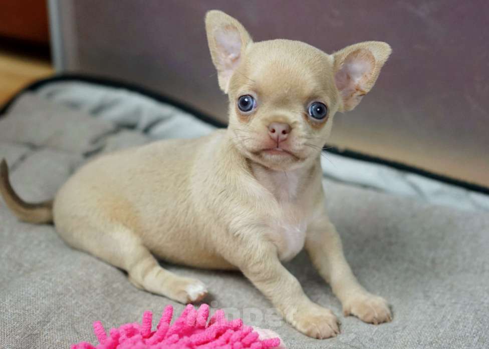 Собаки в Москве: Девочка чихуахуа окрас изабелла Девочка, 50 000 руб. - фото 1